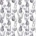 Hand drawn black and white charcoal pencil illustration tulip flowers in vintage style on a white background. Seamless Royalty Free Stock Photo