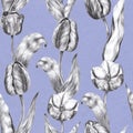 Hand drawn black and white charcoal pencil illustration tulip flowers in vintage style on a lilac blue color craft paper Royalty Free Stock Photo