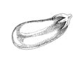 Hand drawn black and white eggplant Royalty Free Stock Photo