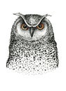 Hand drawn black white illustration owl fly bird. Art Coloring Royalty Free Stock Photo