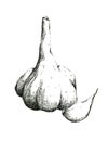 Hand-drawn black and white image of garlic. Jpeg only Royalty Free Stock Photo