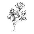 Hand-drawn black and white image of sakura flowers Royalty Free Stock Photo