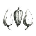 Hand-drawn black and white image of three peppers. JPEG only