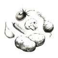 Hand-drawn black and white image of vegetables. JPEG only