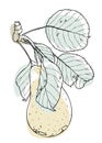 Hand-drawn black and white line pear with leaves covered with colored shapes. Pastel colors. Modern design