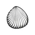 Hand drawn black and white shell. sketch