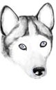 hand drawn black and white Siberian Husky sketch