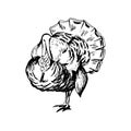 Hand drawn black and white turkey