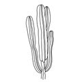 Hand drawn black and white vector of lophocereus schottii isolated on white background. Royalty Free Stock Photo