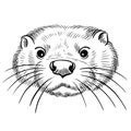 Hand drawn black and white vector portrait of otter isolated on white background.