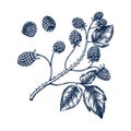Hand drawn blackberries vector illustration in engraved style. Wild berries isolated on white background. Hand drawing. Vintage Royalty Free Stock Photo