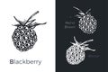 Hand drawn blackberry icons set isolated on white and black chalk background. Sketch of fruits for packaging and menu design. Royalty Free Stock Photo