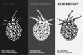 Hand drawn blackberry icons. Vector illustration Royalty Free Stock Photo