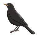 Hand drawn blackbird sketch