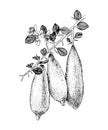 Hand drawn blooming branch of finger limes with ripe fruits
