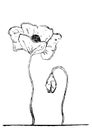 Hand drawn blooming flower and bud flower illustration