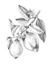 Hand drawn blooming lemon branch with ripe fruits