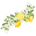 Hand drawn blooming lemon tree branch