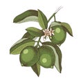 Hand drawn blooming lime branch with ripe fruits