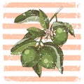 Hand drawn blooming lime branch with ripe fruits