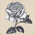 Hand drawn blooming rose isolated