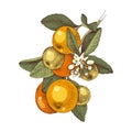 Hand drawn blooming tangerine - mandarin - branch with ripe fruits
