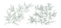 Hand drawn blossom honeysuckle in monochrome engraving style. Edible plant branch with flowers and berries vector