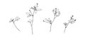 Hand drawn blossom wild plants. Outline flowers painted by ink. Black isolated sketch vector on white background