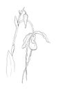 Blossoming Orchid sketch on white background