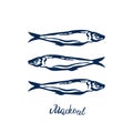 Hand Drawn blue color illustration group of Atlantic mackerel fish and lettering on white background. Royalty Free Stock Photo