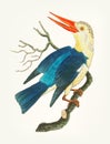 Hand drawn of blue-green kingfisher