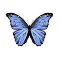 Hand drawn Blue Morpho butterfly