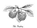 Hand Drawn of Blue Raspberries on White Background
