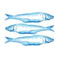 Hand Drawn blue watercolor illustration a group of Atlantic mackerel fish on white background.