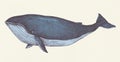 Hand drawn blue whale retro style
