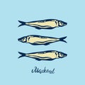 Hand Drawn blue yellow color illustration group of Atlantic mackerel fish and lettering on light blue  background. Royalty Free Stock Photo