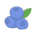 Hand drawn blueberry fruit vector illustration. Creative hand drawn fruit vector element design