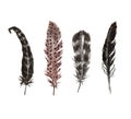 Hand drawn boho feather set. Black bird feathers illustration, isolated on white background Royalty Free Stock Photo