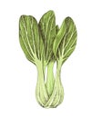 Hand drawn bok choy isolated on white background