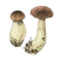 Hand drawn boletus mushrooms