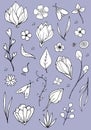 Hand drawn botanical and bugs background. Black and white floral elements and bugs on pale purple background Royalty Free Stock Photo