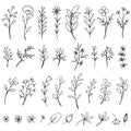 Hand Drawn Botanical Elements set.