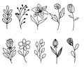 Hand drawn botanical illustration. Black and white doodle Royalty Free Stock Photo