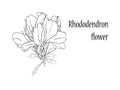 Rhododendron flower on white background