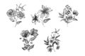 Vector hand drawn big collection with wild and medicinal herbs. Hand drawn botanical sketch with plants and flowers. For