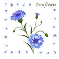 Hand-drawn bouquet of beautiful blue cornflower, isolated pattern