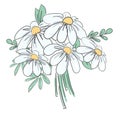 Hand drawn bouquet camomile flowers Daisies vector illustration Royalty Free Stock Photo