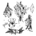 Hand-drawn bouquet garni. Vector illustration