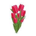 Hand drawn bouquet of pink and red tulips isolated vector illustration Royalty Free Stock Photo