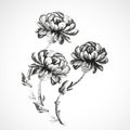 Hand-drawn bouquet of three flowers of peonies vintage background Royalty Free Stock Photo